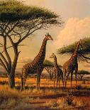 Giraffe Family-Clive Kay-Art Print