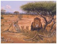 Lion Couple-Clive Kay-Framed Art Print