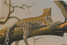 Lounging Leopard-Clive Kay-Framed Art Print