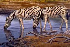 Zebras Drinking-Clive Kay-Framed Art Print