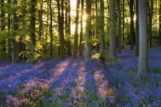 Bluebell Wood at Coton Manor-Clive Nichols-Giant Art Print