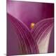 Premium Photographic Print