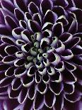 Close-up of Chrysanthemum Flower-Clive Nichols-Photographic Print
