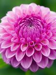 Close-up of Chrysanthemum Flower-Clive Nichols-Photographic Print