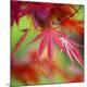 Premium Photographic Print