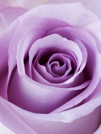 Light Purple Rose Photographic Print - Clive Nichols | Art.com