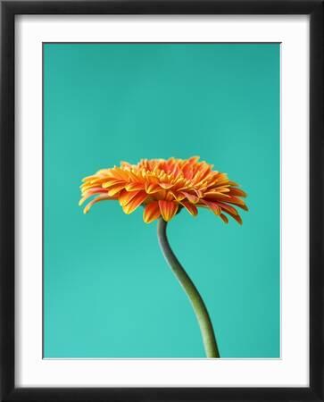 Tulup Tableau Sur Toile Image Imprimé 60x120 - Gerberas colorés