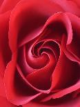 Petals of Red Rose-Clive Nichols-Photographic Print