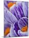Premium Photographic Print