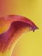 Premium Photographic Print