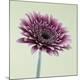 Premium Photographic Print