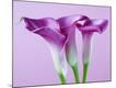 Premium Photographic Print