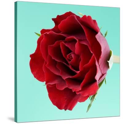 絵画 Red Rose Craft Buddy A Perfect Red Rose Paint by Number Kit