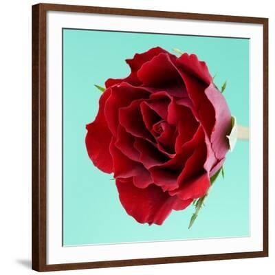 注目の福袋をピックアップ！ Photographic Petals' Wavy with Rose Red Print Clive - 絵画