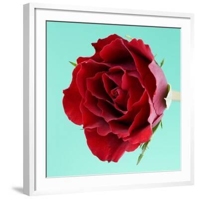 Red Rose with Wavy Petals Photographic Print - Clive Nichols | Art.com