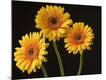 Premium Photographic Print