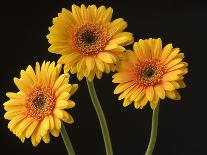 Orange Gerbera Daisy-Clive Nichols-Photographic Print