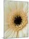 Premium Photographic Print