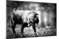 Photographic Print