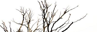 Branches on White Background-Clive Nolan-Photographic Print
