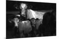 Photographic Print