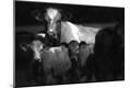 Photographic Print