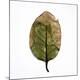 Premium Photographic Print