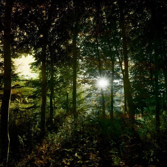 Photographic Print, , large