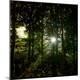 Photographic Print