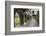 Cloister, Ross Errilly Franciscan Friary, Near Headford, County Galway, Connacht, Ireland-Gary Cook-Framed Photographic Print