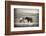 Close Encounter-Vedran Vidak-Framed Photographic Print