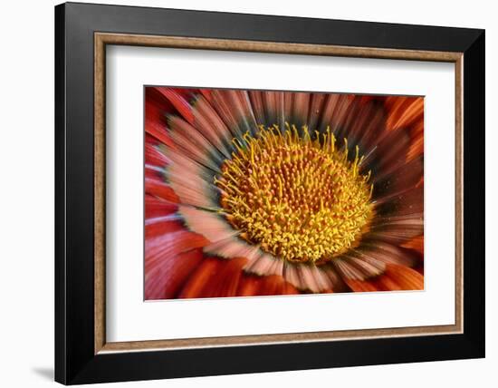 Close enough-Heidi Westum-Framed Photographic Print