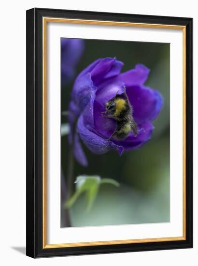 Close of Delphinium and Bee-Richard Bryant-Framed Photographic Print