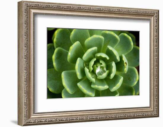 Close of Succulent Plant with Water Droplets-Matt Freedman-Framed Photographic Print