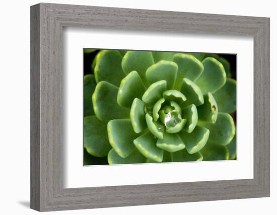 Close of Succulent Plant with Water Droplets-Matt Freedman-Framed Photographic Print