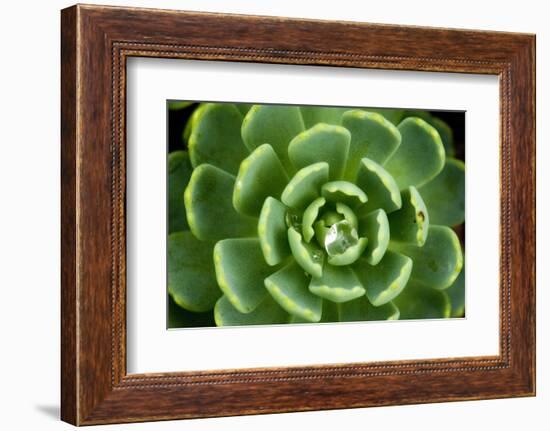 Close of Succulent Plant with Water Droplets-Matt Freedman-Framed Photographic Print