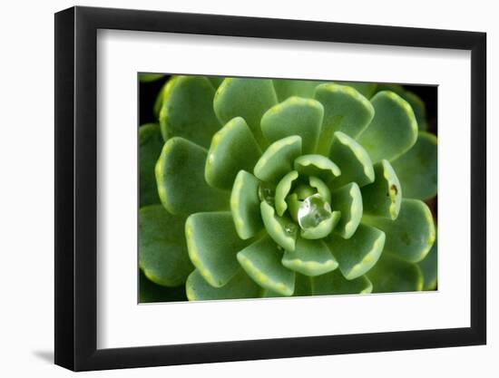 Close of Succulent Plant with Water Droplets-Matt Freedman-Framed Photographic Print