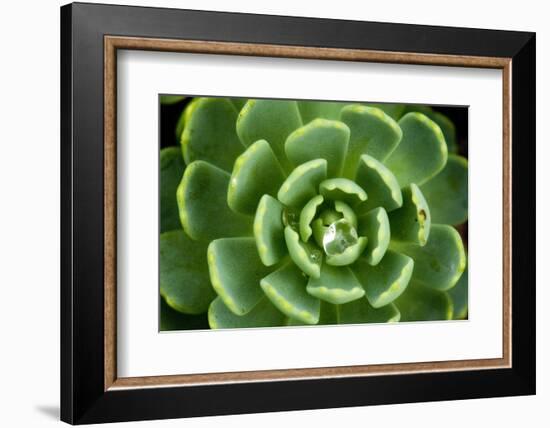 Close of Succulent Plant with Water Droplets-Matt Freedman-Framed Photographic Print