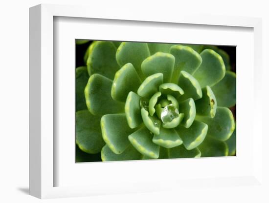 Close of Succulent Plant with Water Droplets-Matt Freedman-Framed Photographic Print