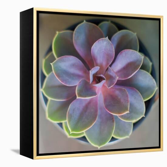 Close to Nature-Susan Bryant-Framed Premier Image Canvas