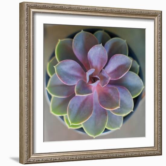 Close to Nature-Susan Bryant-Framed Photographic Print