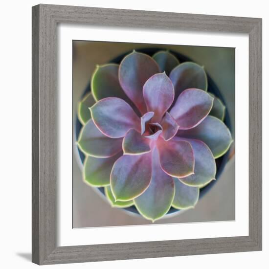 Close to Nature-Susan Bryant-Framed Photographic Print