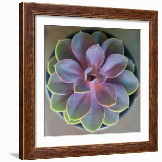 Close to Nature-Susan Bryant-Framed Photographic Print