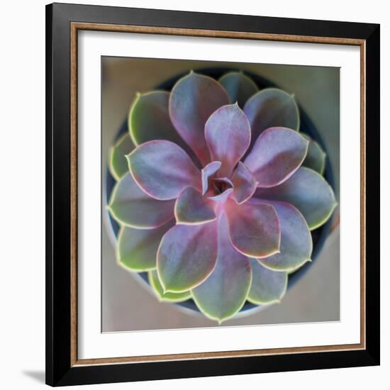 Close to Nature-Susan Bryant-Framed Photographic Print