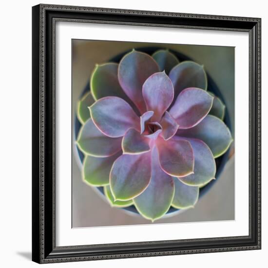 Close to Nature-Susan Bryant-Framed Photographic Print