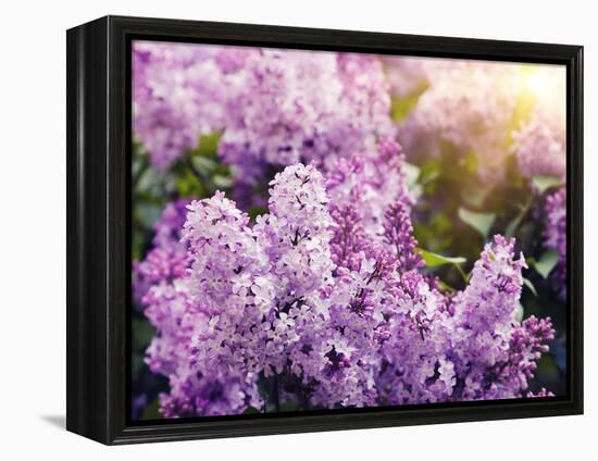 Close-Up Beautiful Lilac Flowers with the Leaves-Leonid Tit-Framed Premier Image Canvas