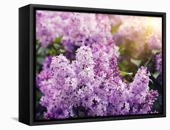 Close-Up Beautiful Lilac Flowers with the Leaves-Leonid Tit-Framed Premier Image Canvas