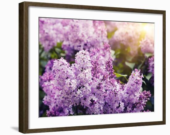 Close-Up Beautiful Lilac Flowers with the Leaves-Leonid Tit-Framed Premium Photographic Print