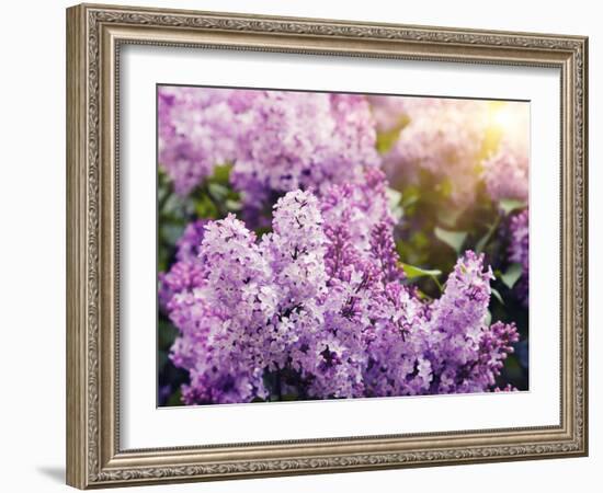 Close-Up Beautiful Lilac Flowers with the Leaves-Leonid Tit-Framed Photographic Print