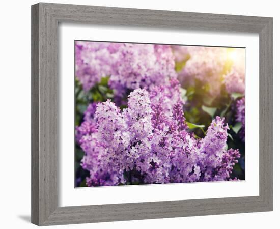 Close-Up Beautiful Lilac Flowers with the Leaves-Leonid Tit-Framed Photographic Print